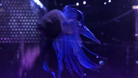 BLUE FISH Stock Footage 135030595