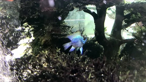 Blue fish Stock Footage 171053563