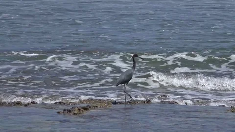 Blue fish heron on the beach Video stock 102943751
