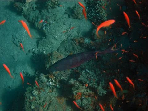 Blue fish Foto stock