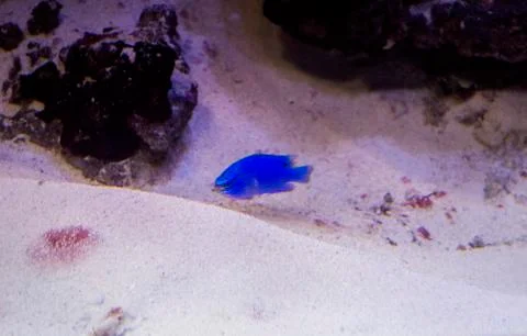 Blue fish Stock Photos