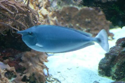 Blue fish Stock Photos