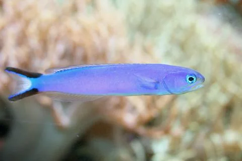 Blue fish Stock Photos