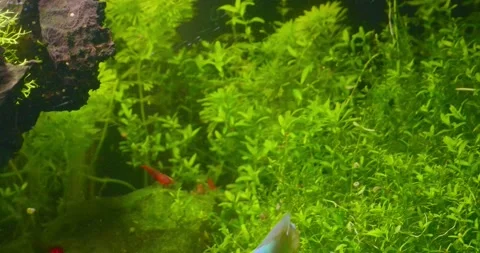 Blue Fish Swimming Stock Footage 218045058