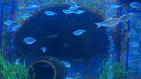 Blue fish Tank Stock Footage 162871082