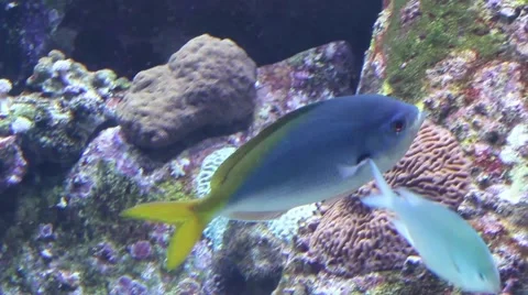 Blue fish trying to swim Video stock 52349627