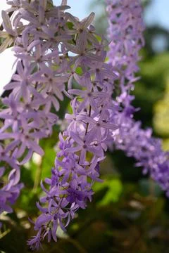 Blue five leaf flowers macro on plant Stock Photos