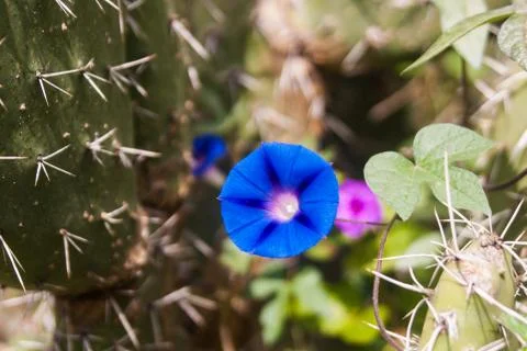 Blue five star flower Stock Photos