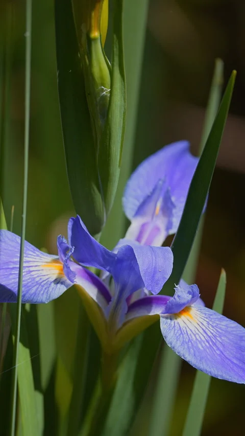 BLUE FLAG FLOWER Stock Footage 280772689