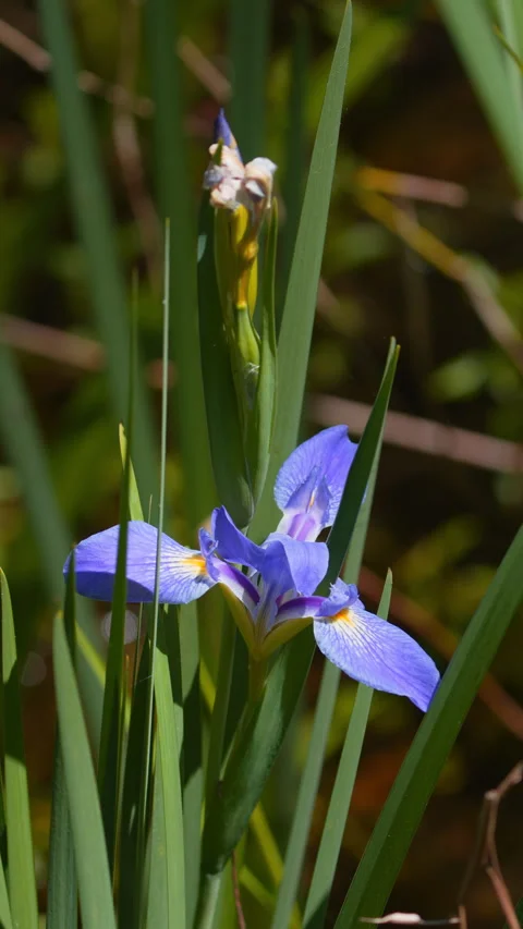 BLUE FLAG FLOWER PLANT Video stock 280772443
