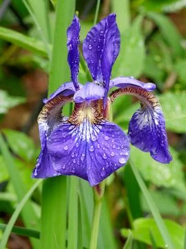 Blue Flag Iris flower after the rain 库存照片