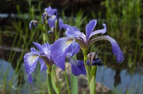 Blue Flag Iris, Iris versicolor, Adirondack Forest Preserve, New York Stock Photos