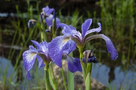 Blue Flag Iris, Iris versicolor, Adirondack Forest Preserve, New York Stock Photos