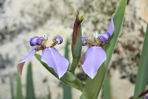 Blue flag iris Stock Photos