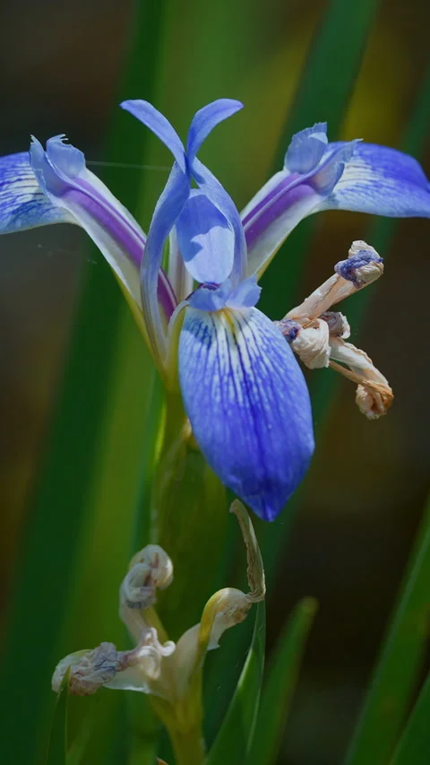 BLUE FLAG IRIS VERSICOLOR Video stock 280782962