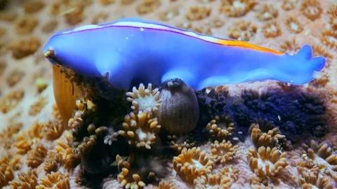 Blue flat worm with purple lines in middle and orange patch in front Vídeos de archivo 102226539