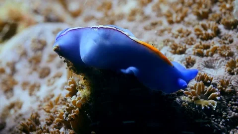 Blue flat worm with purple lines in middle and orange patch in front Stock Footage 112453783