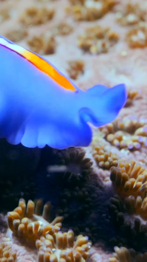 Blue flat worm with purple lines in middle and orange patch in front 스톡 동영상 227808502