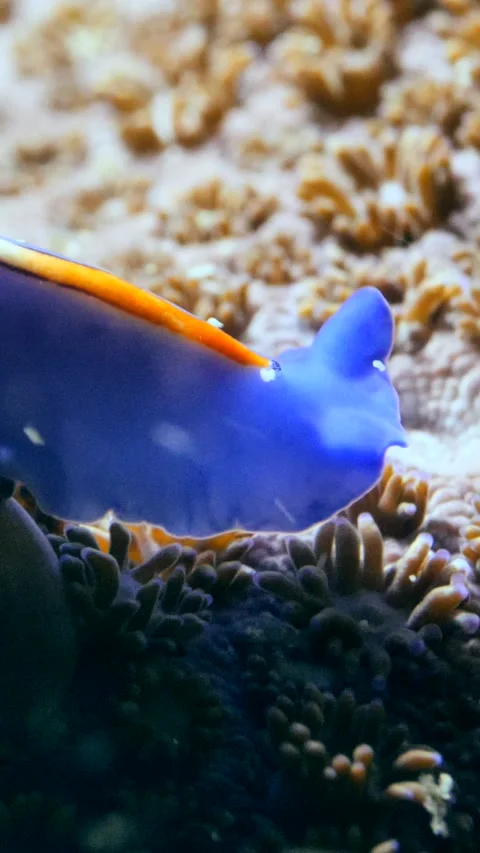 Blue flat worm with purple lines in middle and orange patch in front Stock Footage 228829558