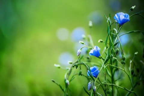 Blue flax background Fotos de archivo