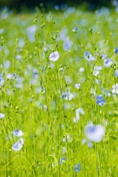 Blue flax field closeup at spring shallow depth of field Stock Photos