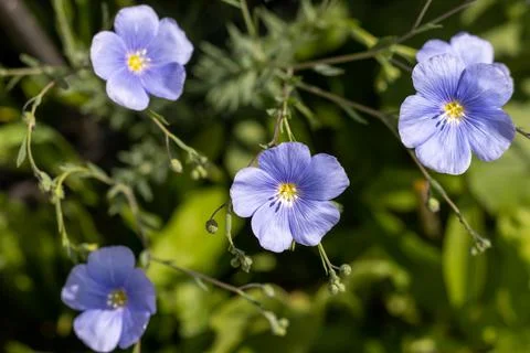 Blue flax flower close-up on a blurred background. Selective focus. Stock Photos