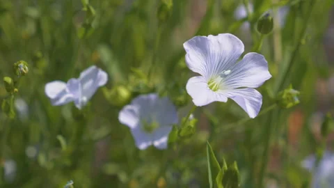 Blue Flax Flowers Stock-Footage 201585273