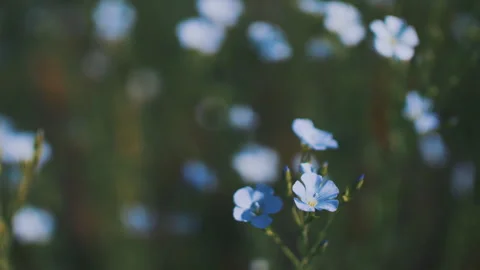 Blue Flax Flowers 스톡 동영상 247133630