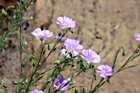 Blue flax Foto stock