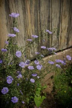 Blue flax Stock Photos