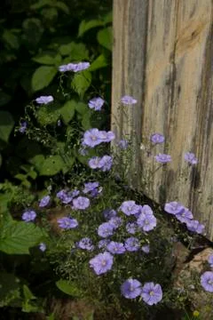 Blue flax Stock Photos