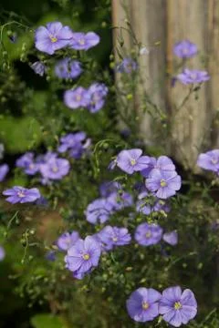 Blue flax Stock Photos