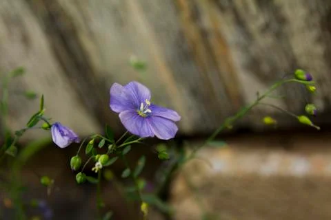 Blue flax Stock Photos