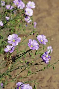 Blue flax Stock Photos