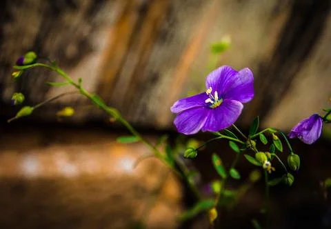Blue flax Stock Photos