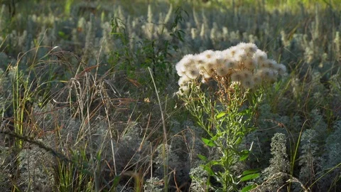 Blue fleabane plant Stock Footage 116209984