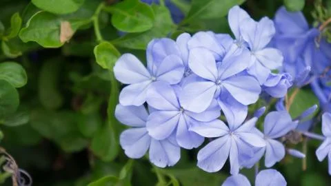 Blue flora Stock Photos