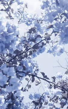 Blue floral composition Foto stock