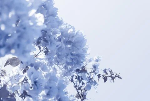 Blue floral composition Stock Photos