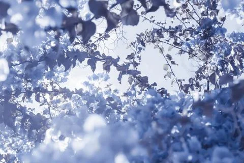 Blue floral composition Stock Photos