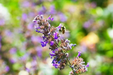 Blue flower and a bee Foto stock