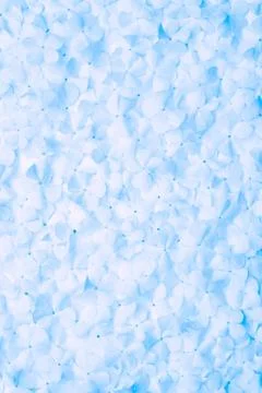 Blue flower background Stock Photos