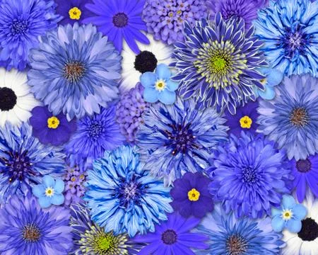 Blue Flower Background Foto stock