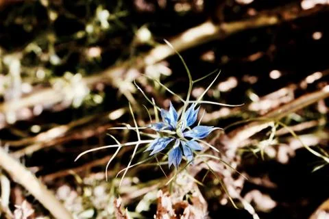 Blue flower background Foto stock
