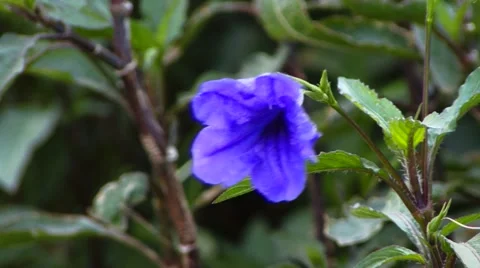 Blue flower backround Stock Footage 49479708