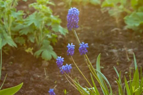 A blue flower is bathed in the rays of the setting sun. The rays of the summe Stock Photos