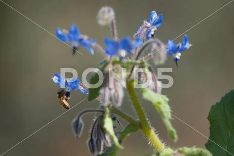 Blue flower with bee that feeds Stock Photos