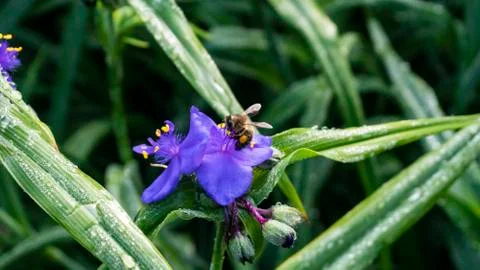 Blue flower with a bee Stock Photos