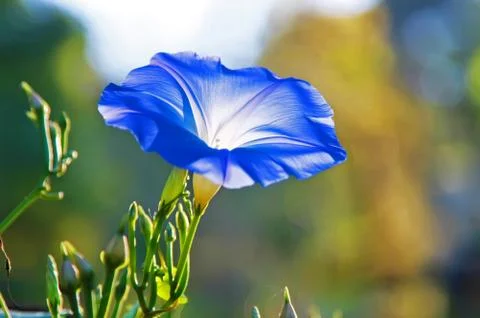 Blue flower blooming Stock Photos