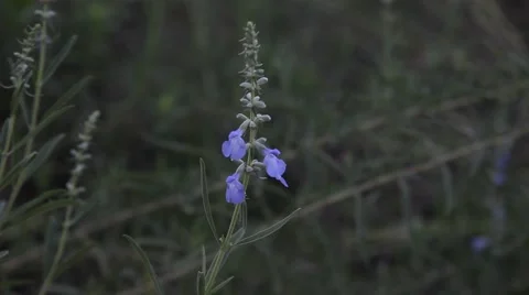 Blue flower blowing in the wind. Video stock 67222537